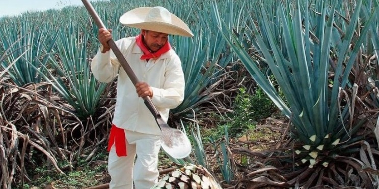 TEQUILA EXPORT